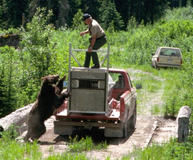 Bear 1